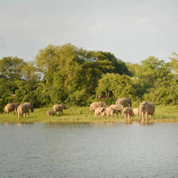 Elephants Safari Lodge Accommodation Lake Tanganyika Zambia